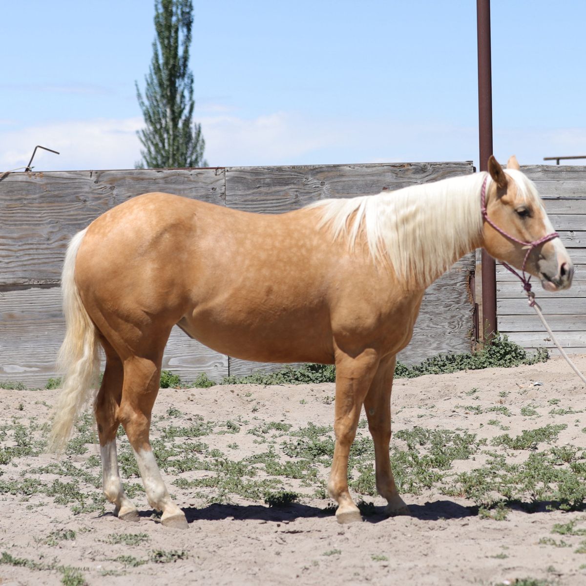 3-Year-Old APHA Mare