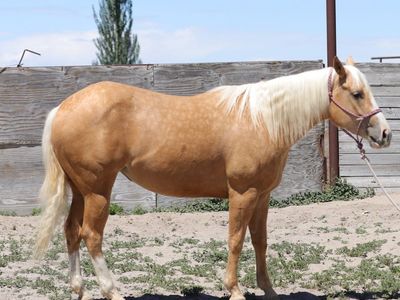 3-Year-Old APHA Mare