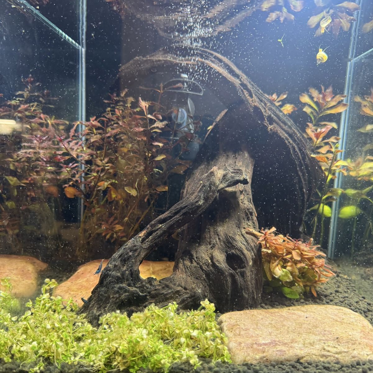 Shrimp Tank