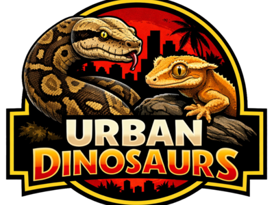 Adult crested gecko (pet only)