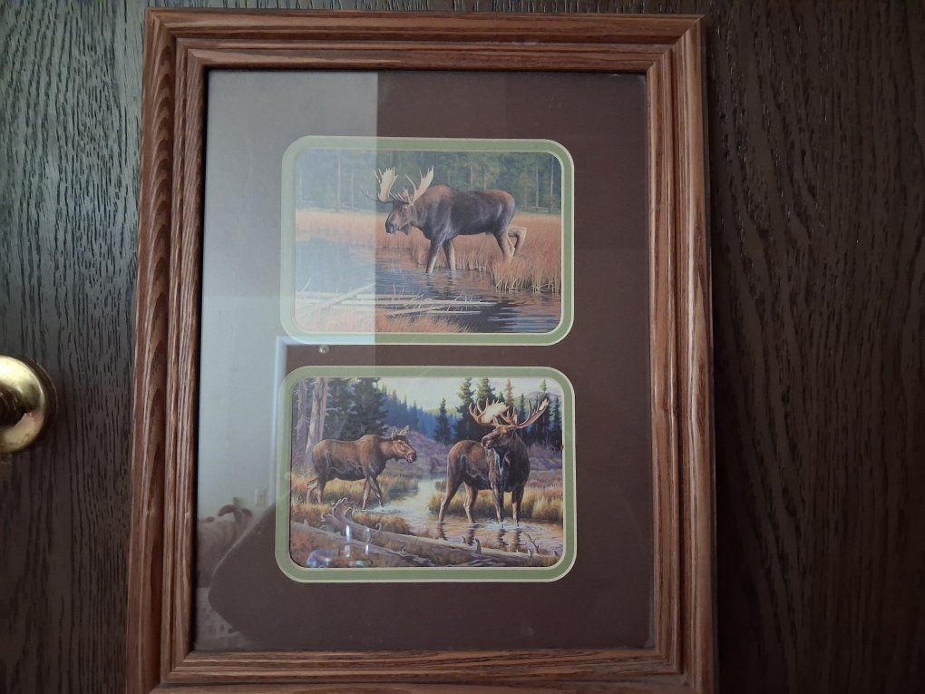 Framed Moose Wildlife Art Prints Double Picture Wood Frame