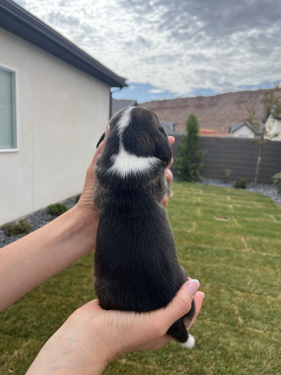 Beagle puppies for sale!