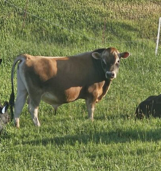 Mini Mid size Jersey bull for rent