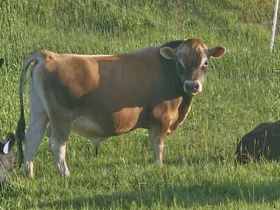 Mini Mid size Jersey bull for rent