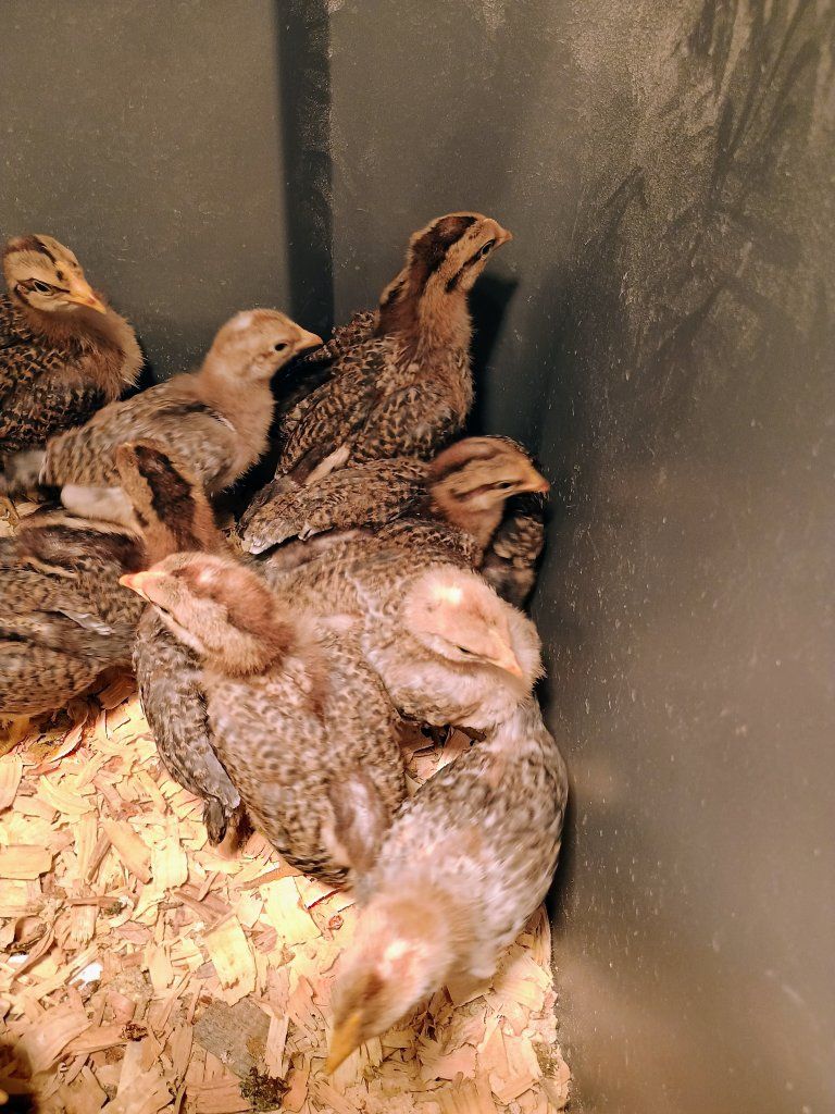 Beilefelder Chicks. 2 weeks old.