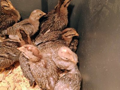 Beilefelder Chicks. 2 weeks old.