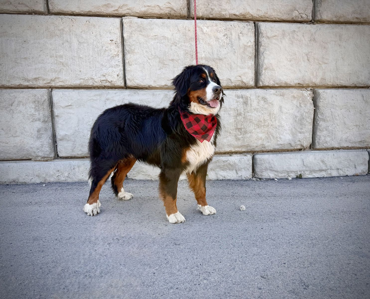AKC Bernese Mountain Dog