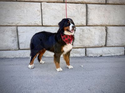 AKC Bernese Mountain Dog