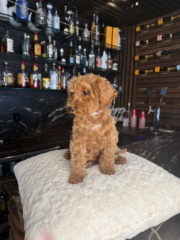 Tiny Goldendoodle Boy Bery  Alm And Sweet