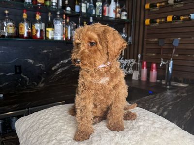 Tiny Goldendoodle Boy Bery Alm And Sweet