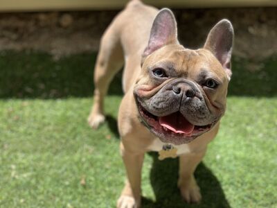 French bulldog STUD - АКС - Blue Fawn