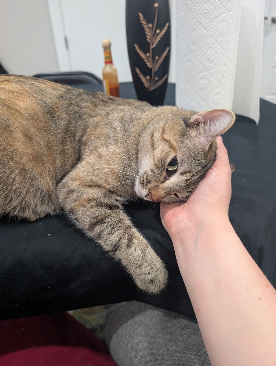 Cat seeking good home! Super cuddly!