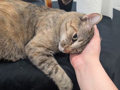 Cat seeking good home! Super cuddly!