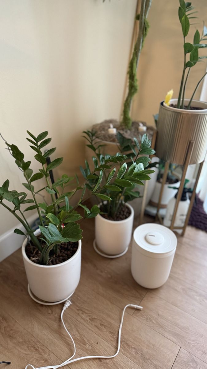 ZZ Plants in White Ceramic Planters - Healthy, Low-Maintenance Houseplants