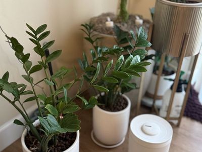 ZZ Plants in White Ceramic Planters - Healthy, Low-Maintenance Houseplants