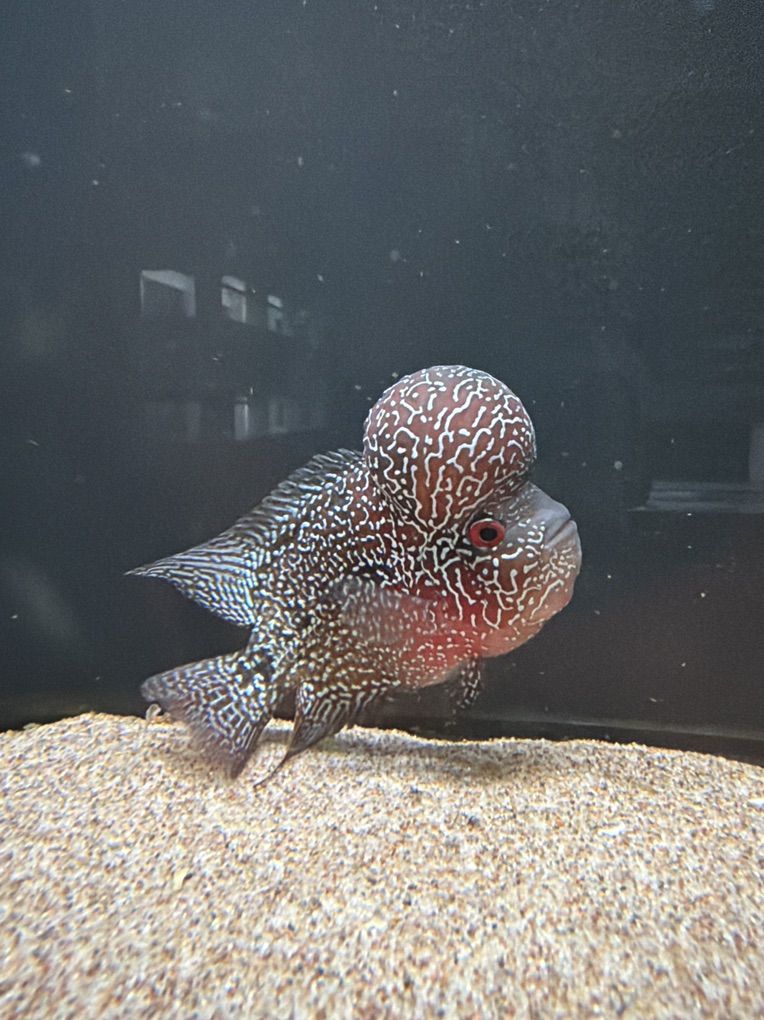 Kamfa Flowerhorn