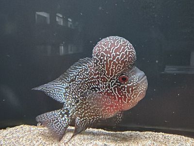 Kamfa Flowerhorn