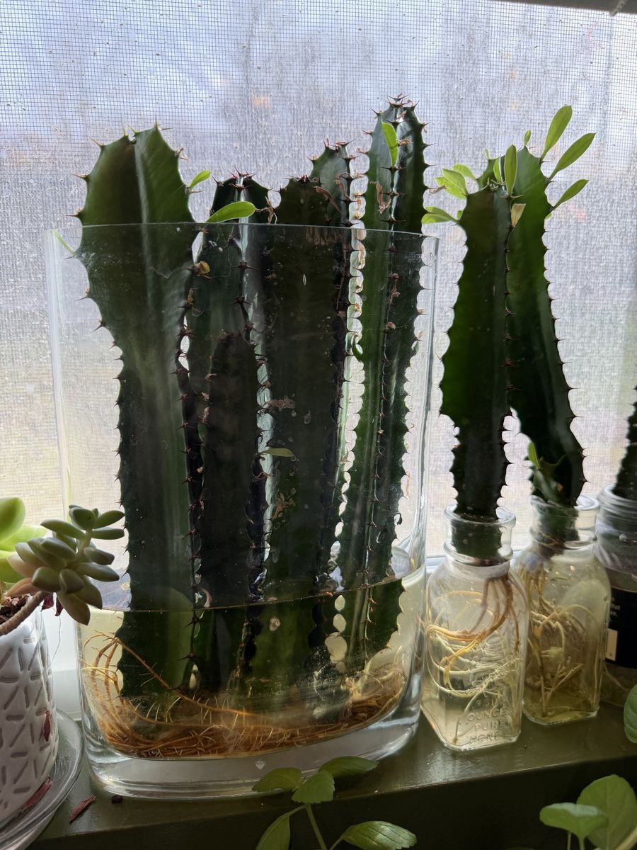 Cactus plant cuttings