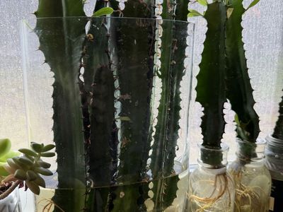 Cactus plant cuttings