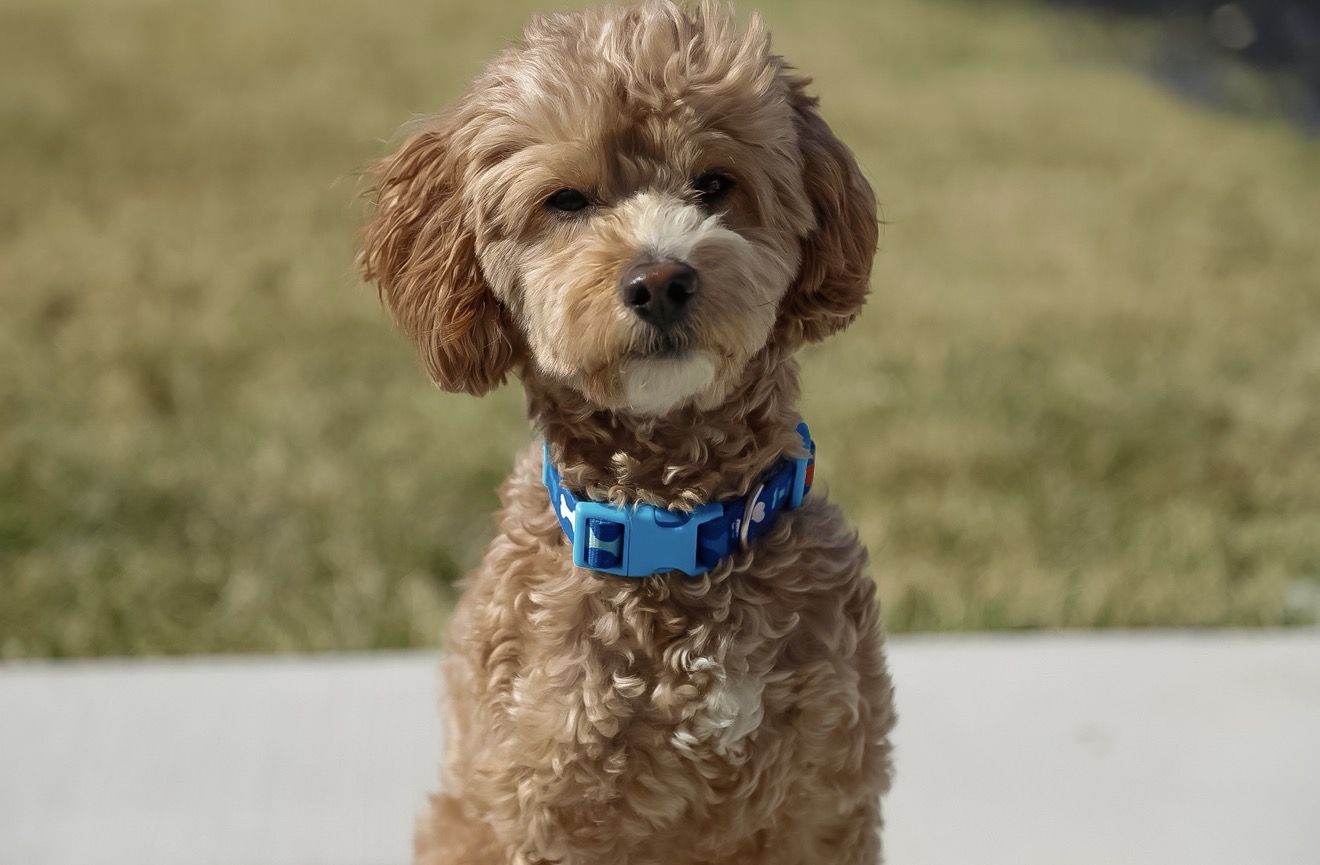 Mini goldendoodle