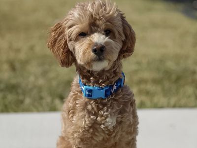 Mini goldendoodle