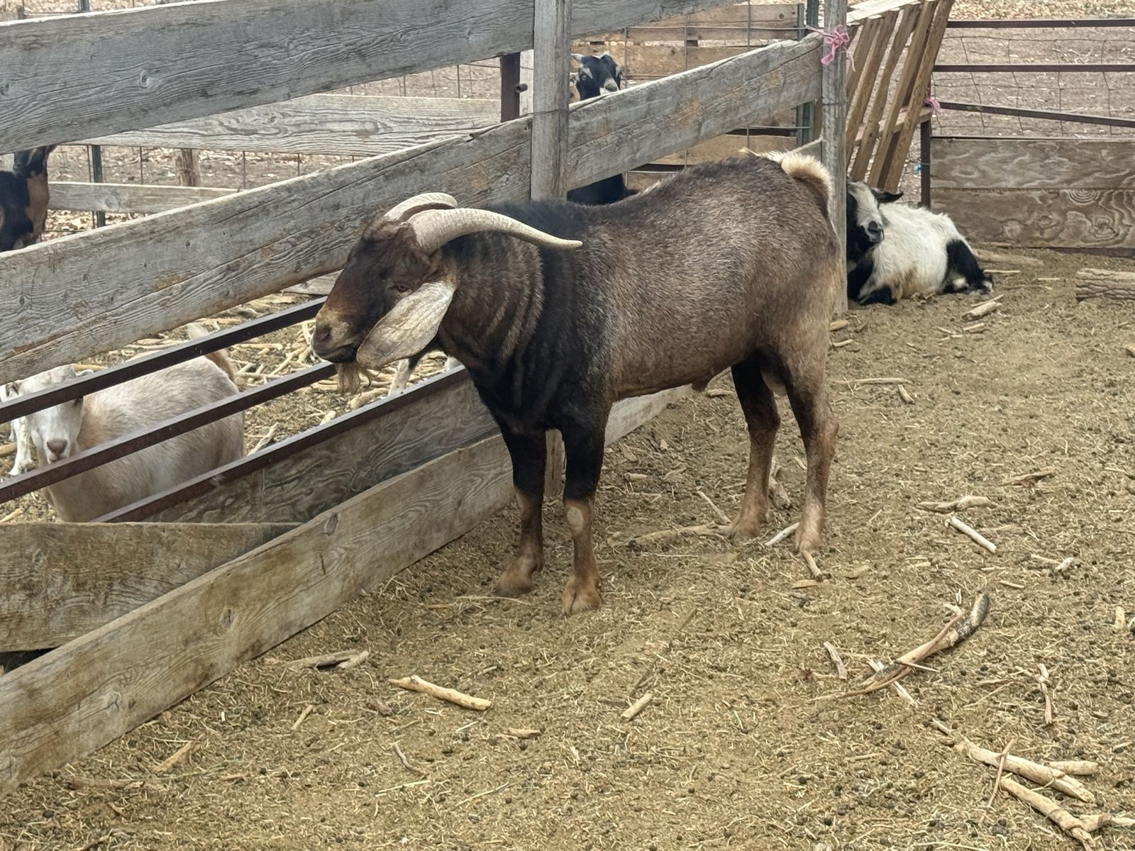 3 year old Boer Billy 