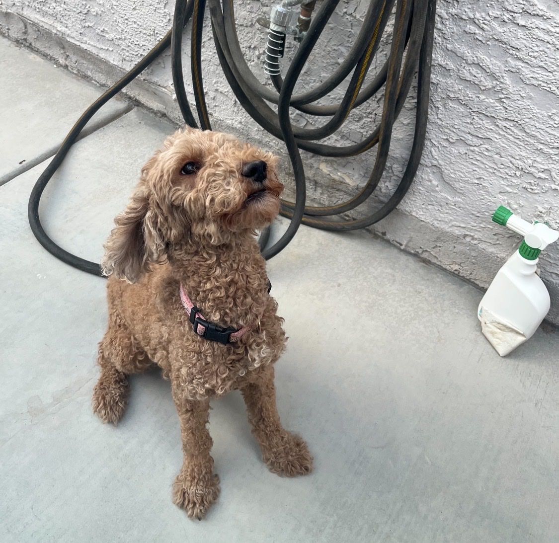 Moyen Poodle Breeding Pair (Male & Female) - 4 Years Old, Produce Beautiful Puppies
