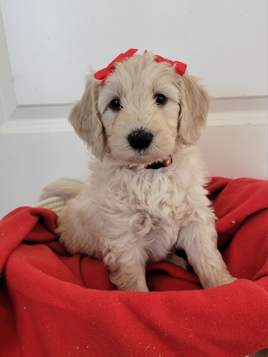 Valentine Goldendoodle Puppies (phone # fixed)
