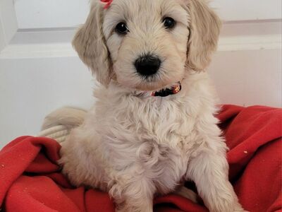 Valentine Goldendoodle Puppies (phone # fixed)
