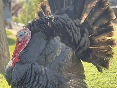 Gorgeous Heritage Black Spanish Turkey Tom