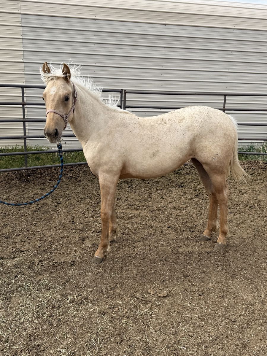 AQHA Yearling Palomino Filly