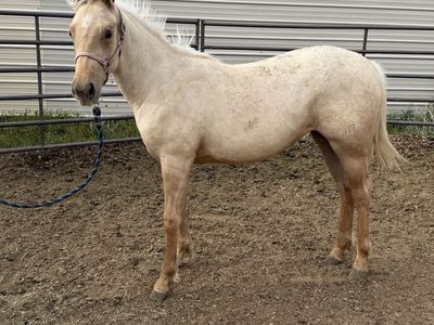 AQHA Yearling Palomino Filly