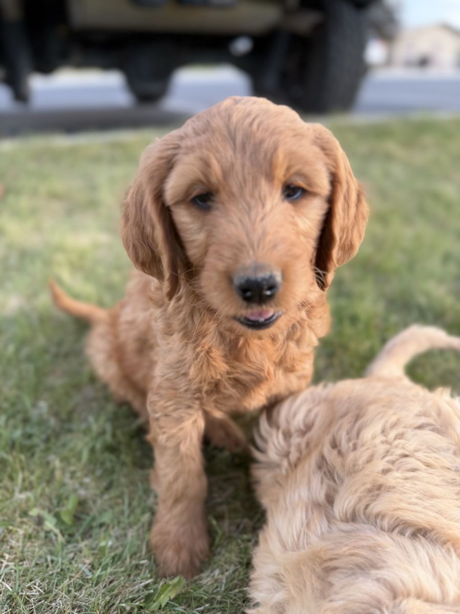 Father’s Day Super Special/Golden Doodle Puppies