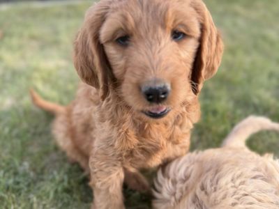Father’s Day Super Special/Golden Doodle Puppies