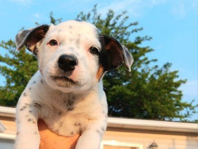 *LAST 3* Cutest Mini Aussie, Border Collie, Blue Heeler Mix. 2nd & 3rd Vaccines Included. Happy To Deliver.