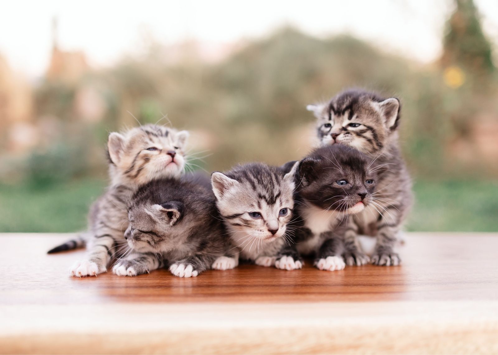 Adorable Kittens Looking for a Forever Home - 6 Playful Furballs