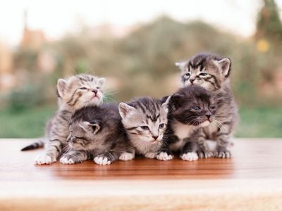 Adorable Kittens Looking for a Forever Home - 6 Playful Furballs
