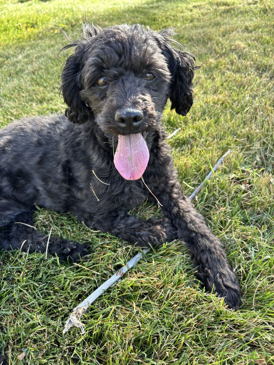 Poodle Mix Re-Home