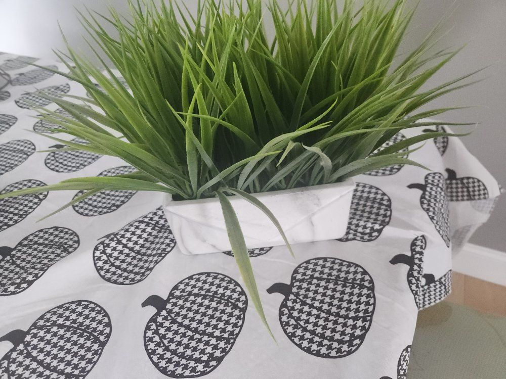 none killing house plant