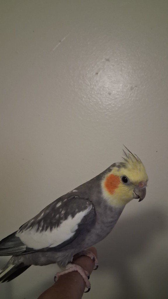 Male Cockatiel