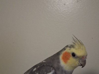 Male Cockatiel