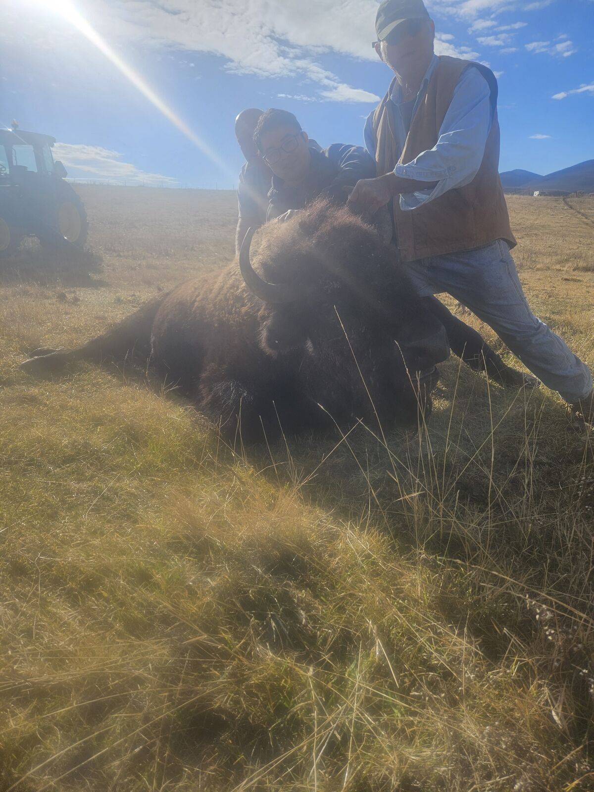 Bison hide (green) taken today