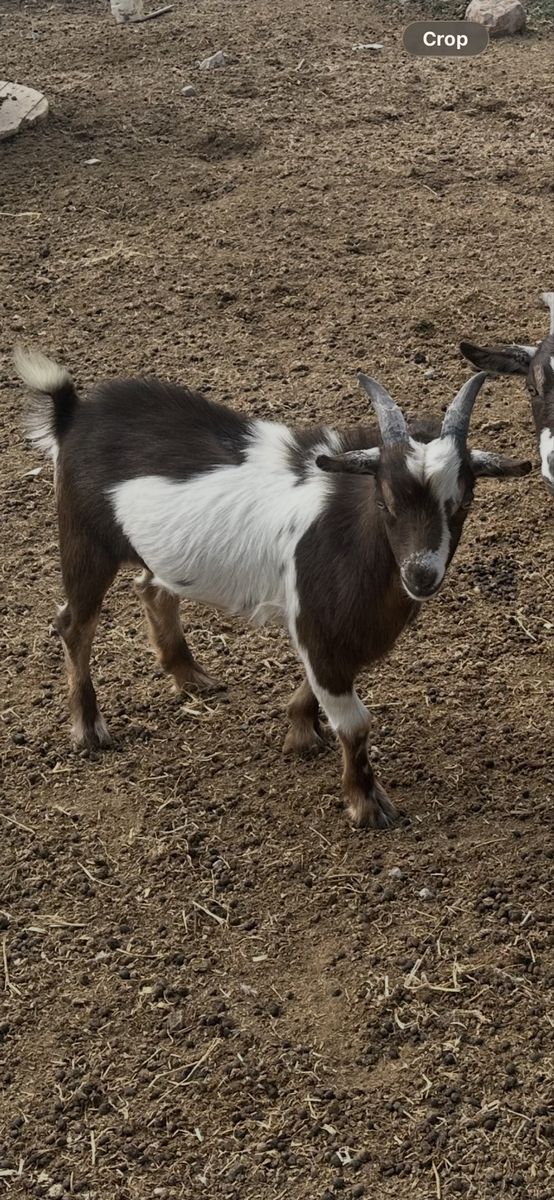Nigerian Goat Whether