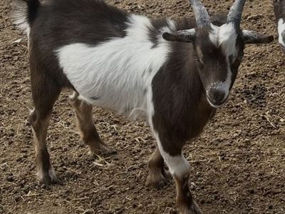 Nigerian Goat Whether