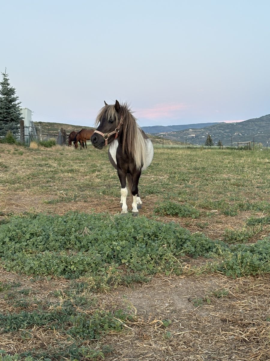 Miniature Horse / Mini Pony