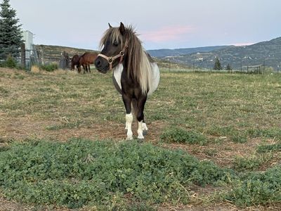 Miniature Horse / Mini Pony
