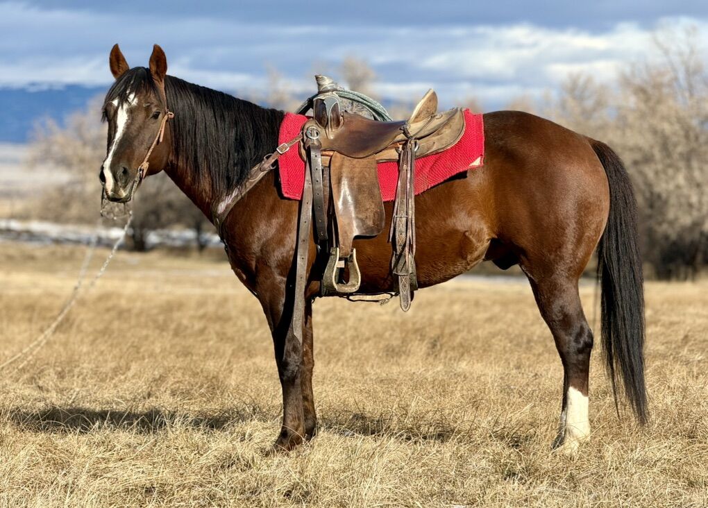 AQHA 2016 Stallion Available