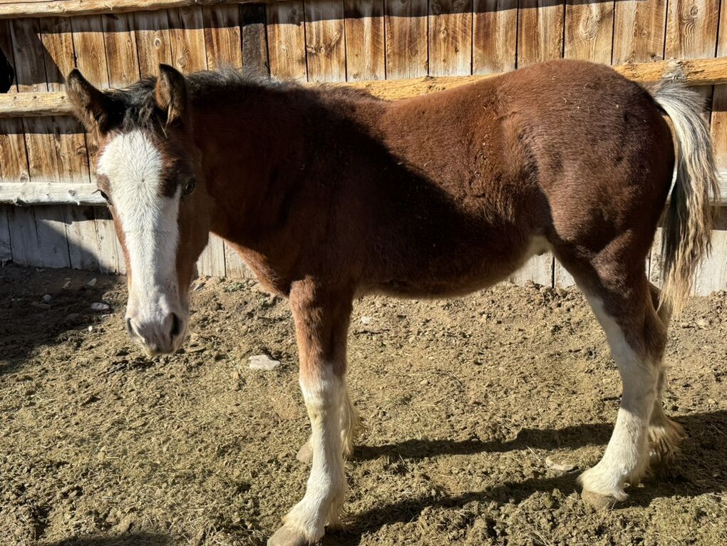 Clydesdale Male