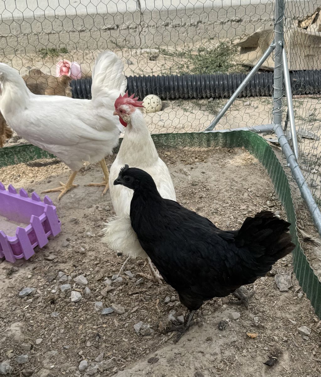 16 Month Old Ayam Cemani Hen