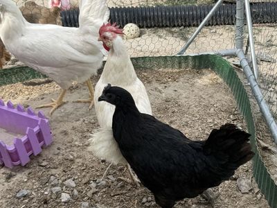 16 Month Old Ayam Cemani Hen
